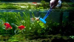 Как да почистите аквариума